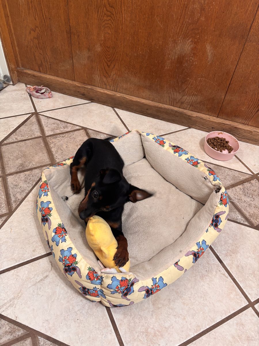 Miniature Pinscher/Chihuahua Mix Puppy – $350