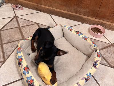 Miniature Pinscher/Chihuahua Mix Puppy – $350