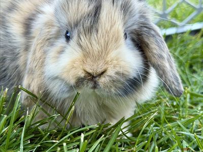Holland Lops