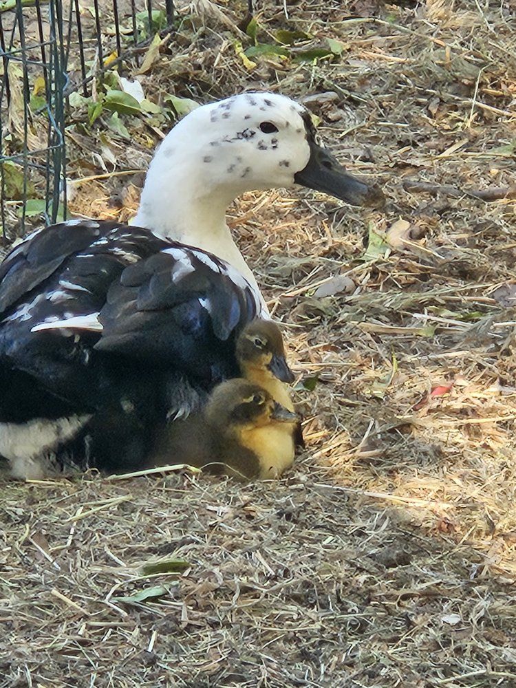 ducklings