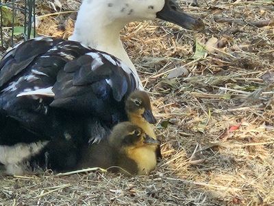 ducklings