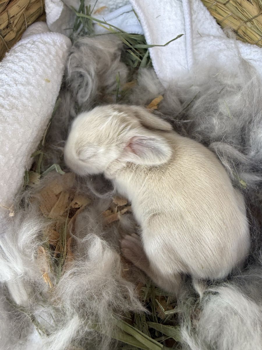 Fully Pedigreed English Angora rabbits $50 deposit