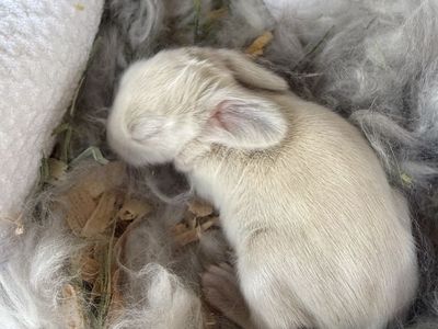 Fully Pedigreed English Angora rabbits $50 deposit