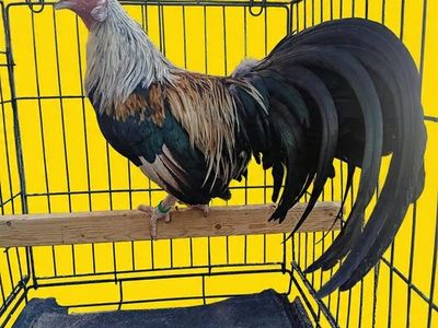 2 mini phoenix rooster for sale awesome colored birds 50 each