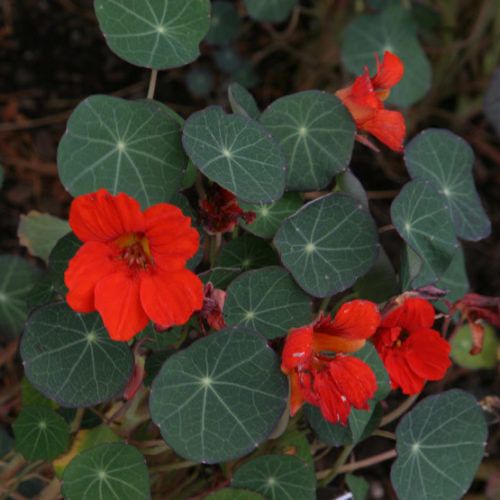 Nasturtium (empress of India) flower Starts