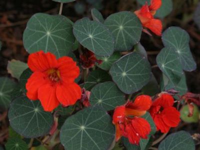 Nasturtium (empress of India) flower Starts