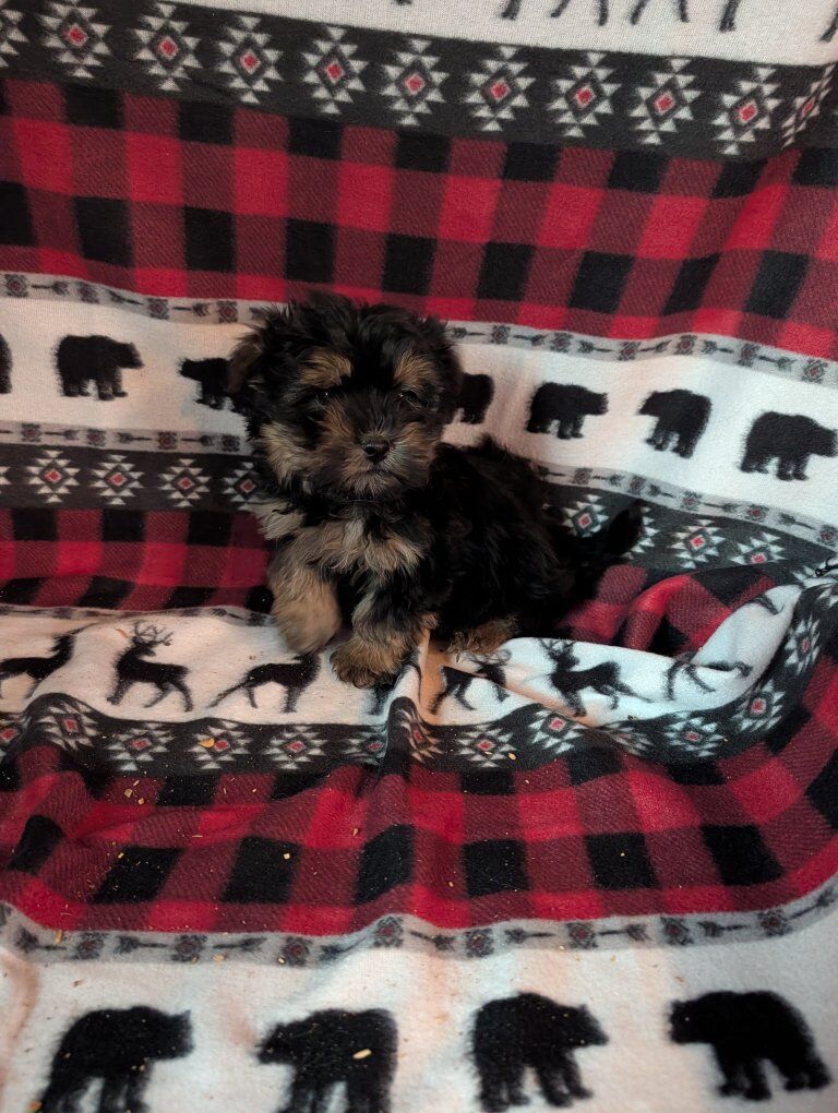 Super Cute Shorkies Puppies! Shih Tzu Yorkie