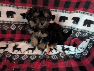 Super Cute Shorkies Puppies! Shih Tzu Yorkie