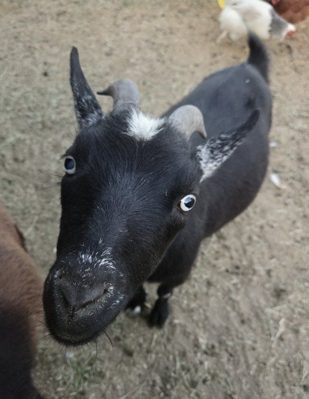 Nigerian Dwarf Goat Doe