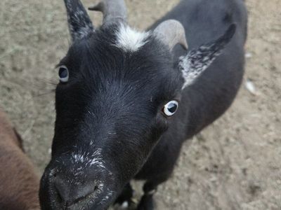 Nigerian Dwarf Goat Doe