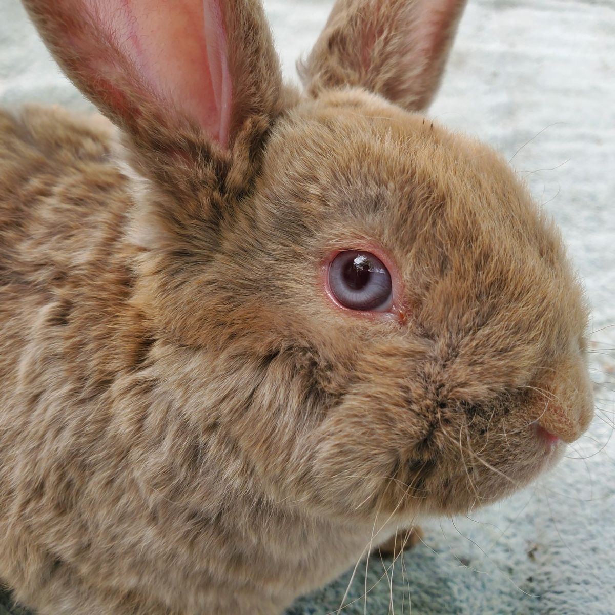 Unique Mini Rex Baby Bunny Lutino Self Boy Buck