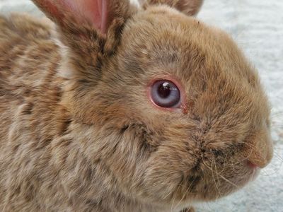 Unique Mini Rex Baby Bunny Lutino Self Boy Buck