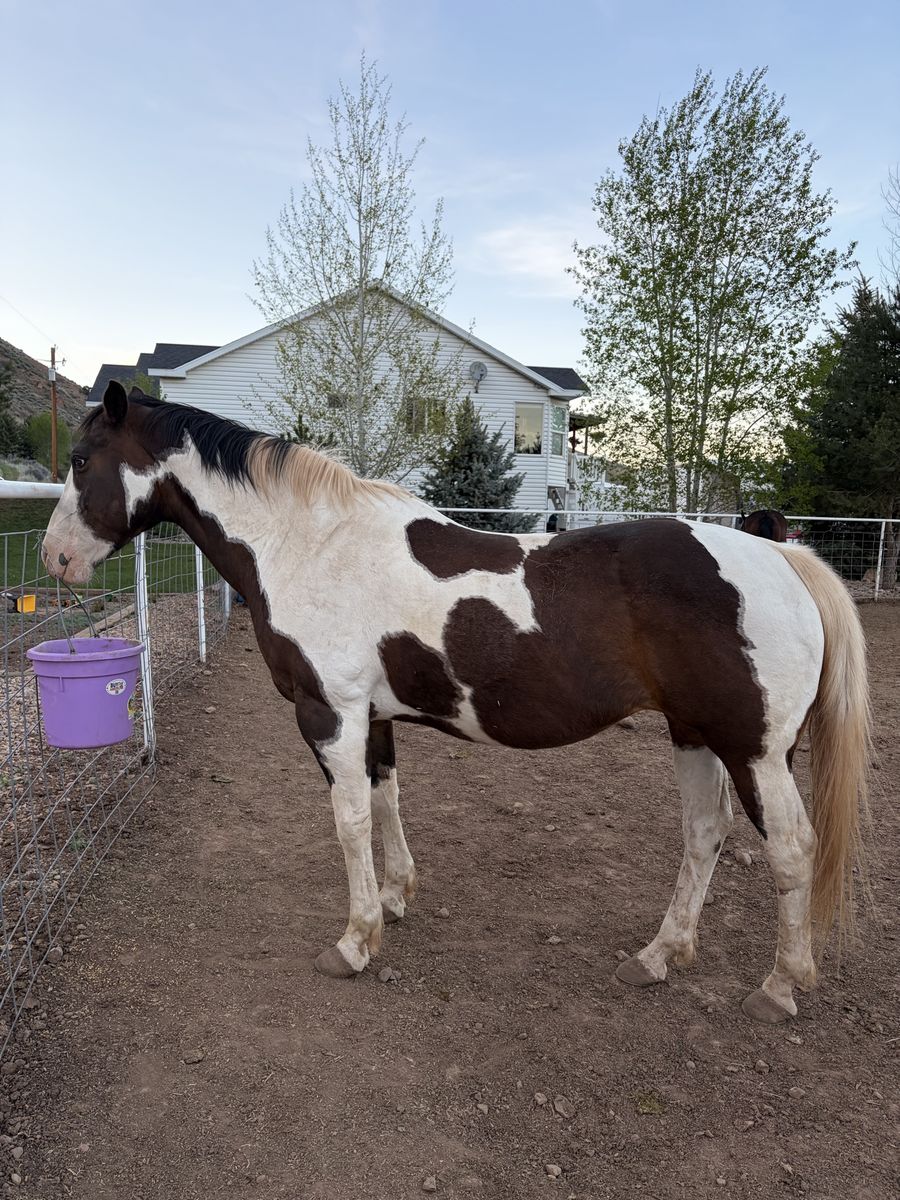 Paint Mare