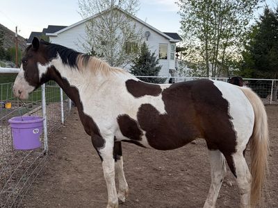 Paint Mare