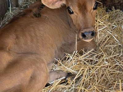 Cute Brown Calf - Great Addition to Your Farm!