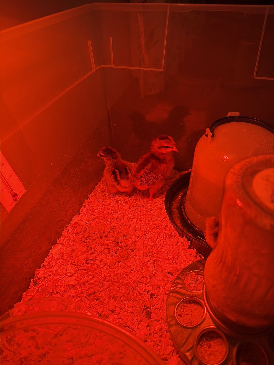 Baby Chicks For Free