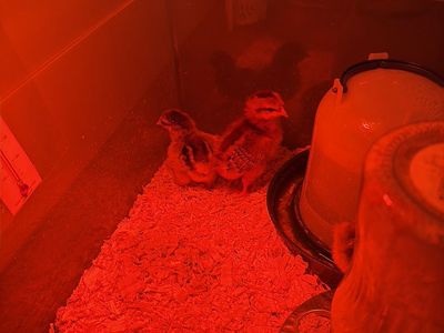 Baby Chicks For Free