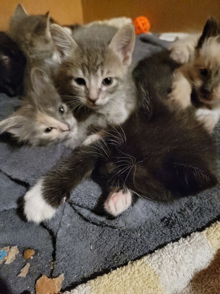 Free kittens