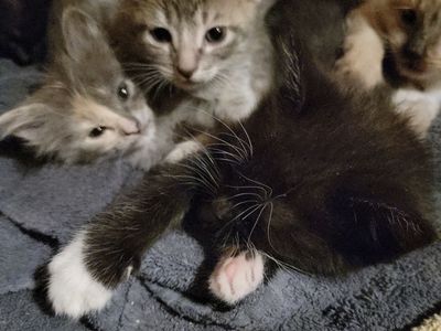 Free kittens