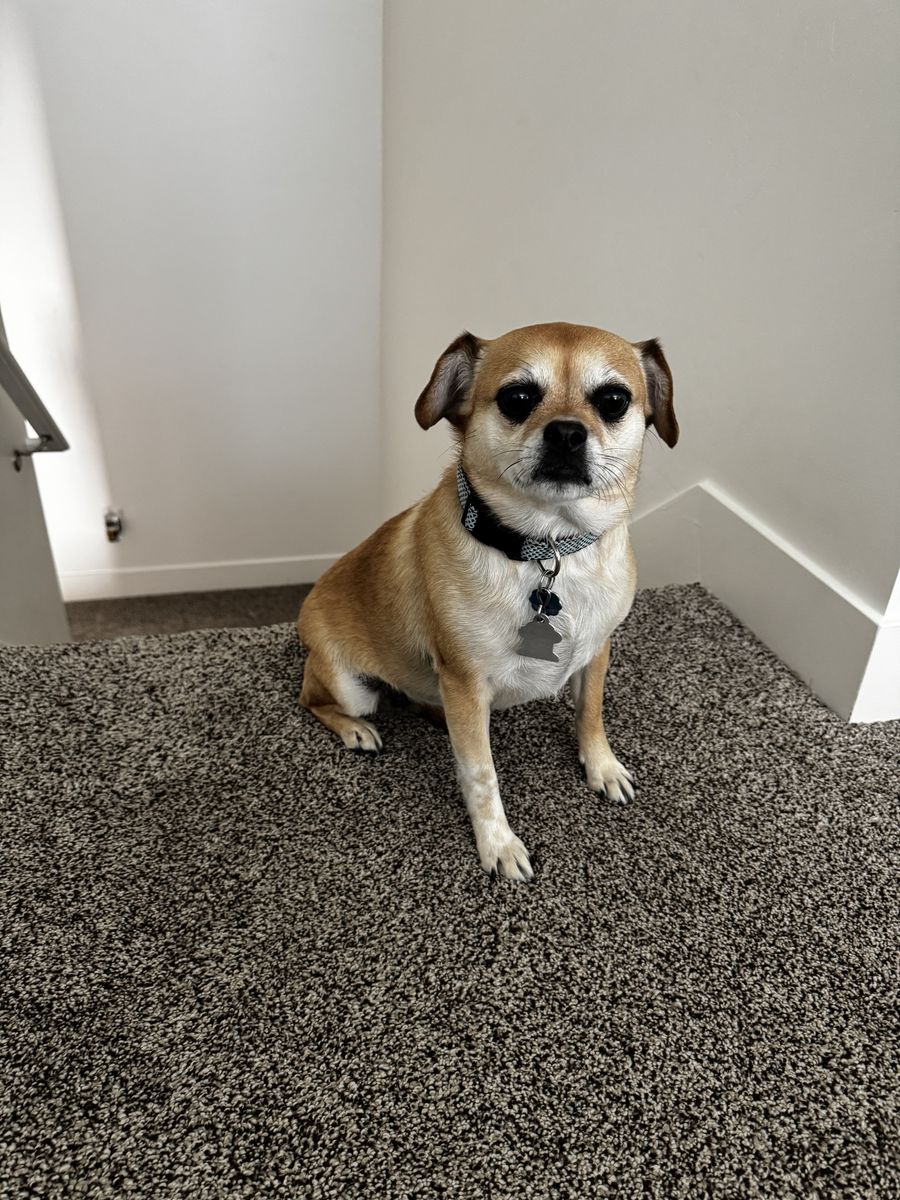 Pug/Chihuahua mix dog
