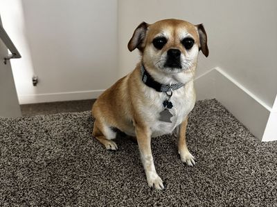 Pug/Chihuahua mix dog