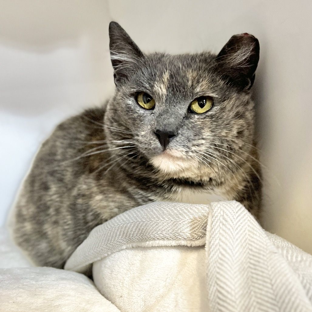 Hello my name is Sage