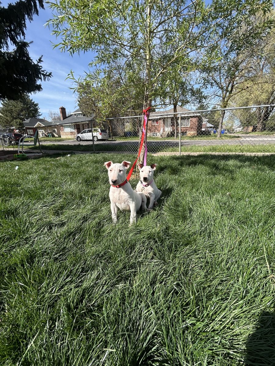 Bull Terrier Puppies O.B.O!!