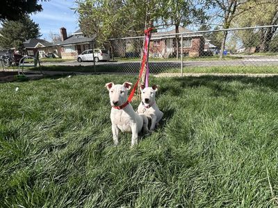 Bull Terrier Puppies O.B.O!!