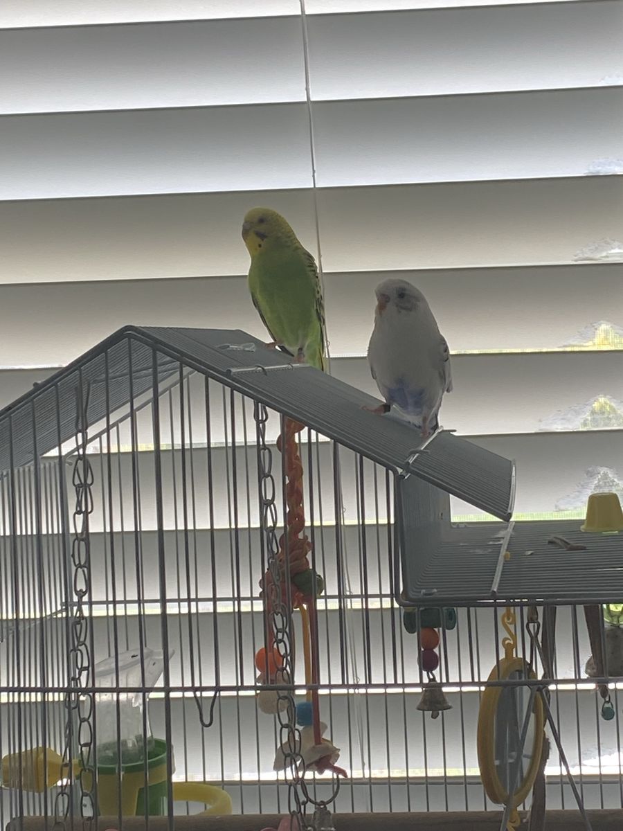 2 Parakeets and cage