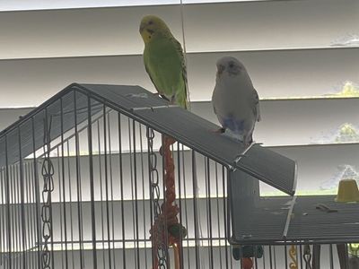 2 Parakeets and cage