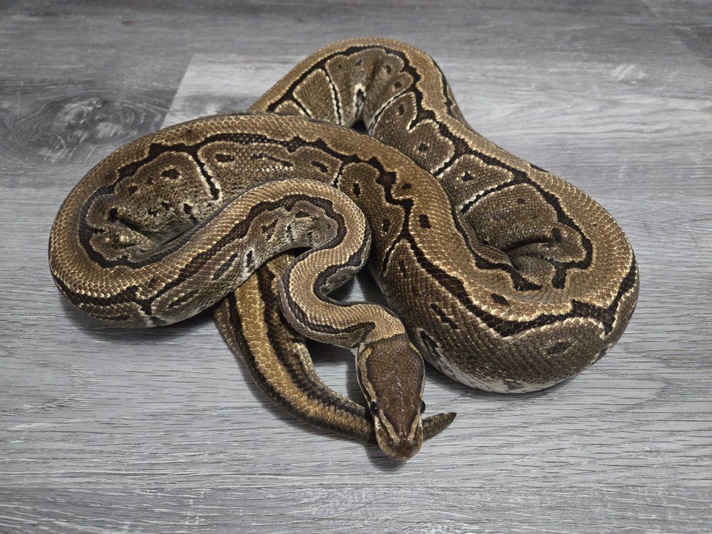 Proven Female Pinstripe Ball Python