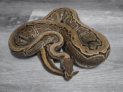 Proven Female Pinstripe Ball Python