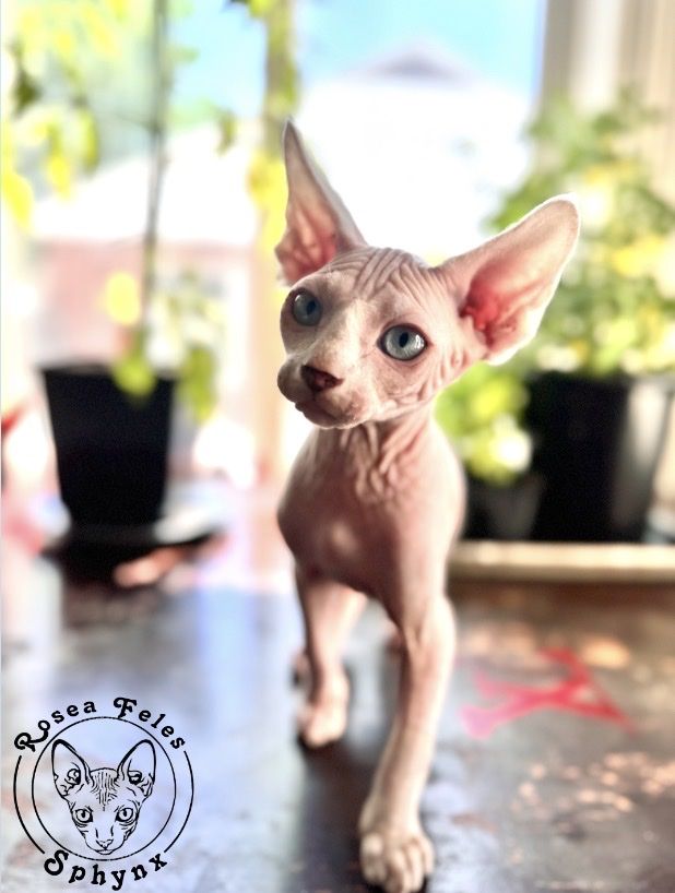 Rosea Feles Sphynx Cattery - Sphynx Kittens