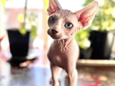 Rosea Feles Sphynx Cattery - Sphynx Kittens