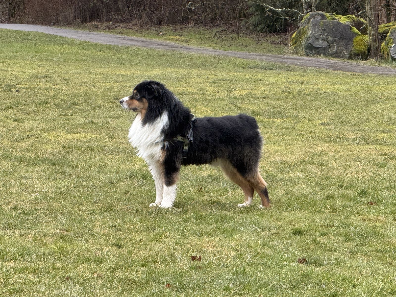 AKC Black Tri Australian Shepherd Stud Service