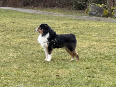 AKC Black Tri Australian Shepherd Stud Service