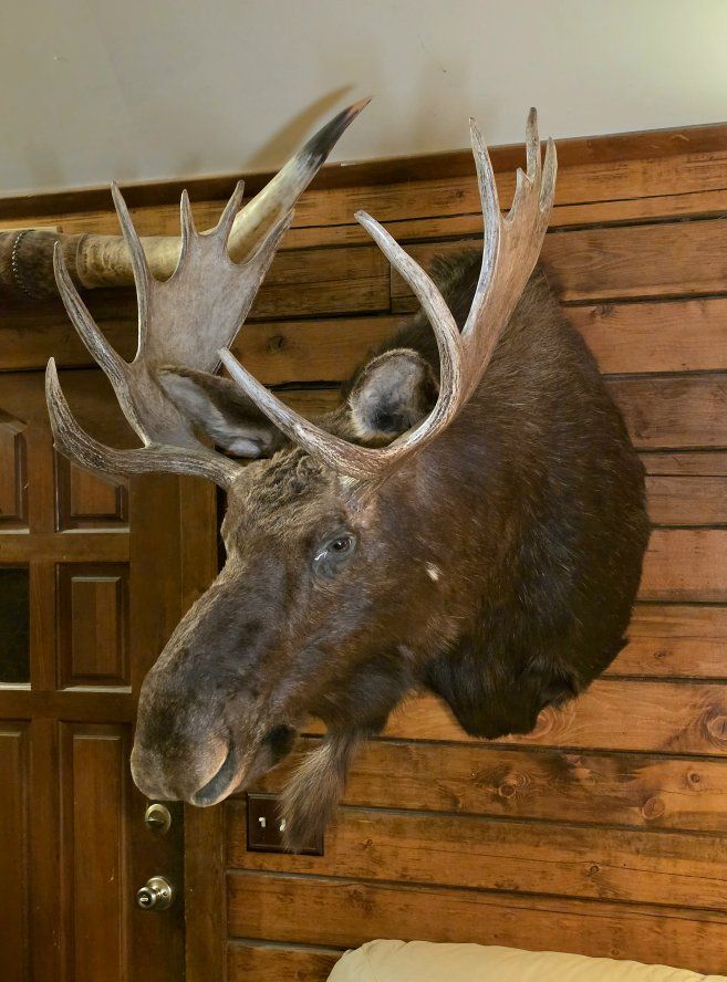 Large Bull Moose Shoulder Mount