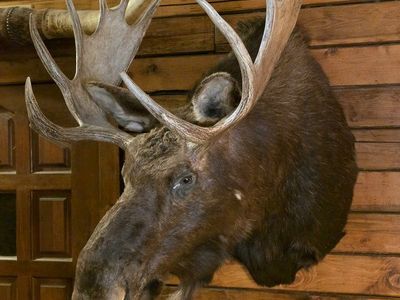 Large Bull Moose Shoulder Mount