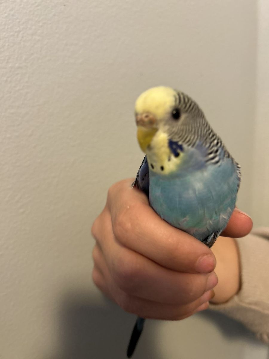 Parakeets