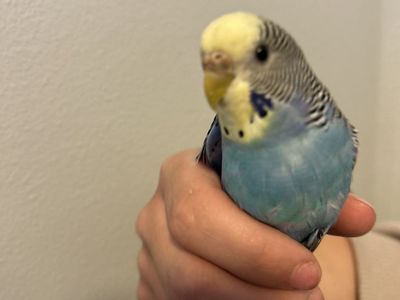 Parakeets