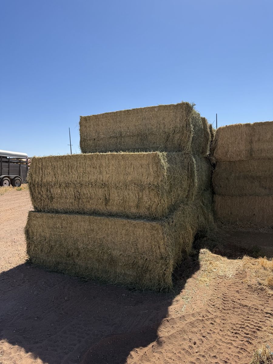 Alfalfa hay
