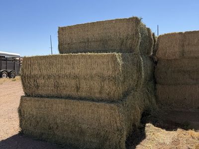Alfalfa hay