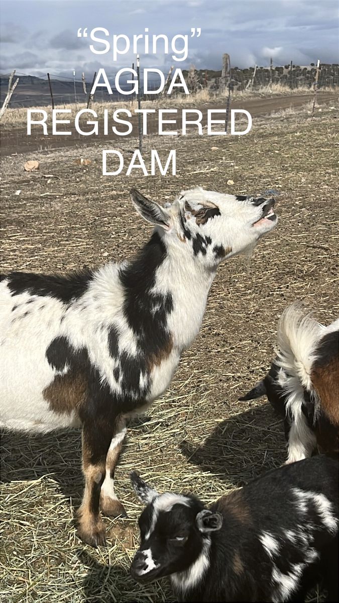 AGDA Nigerian Dwarf Dams