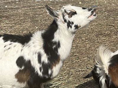 AGDA Nigerian Dwarf Dams