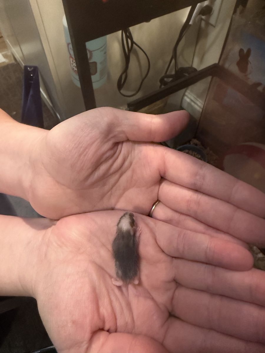 ASF Rats