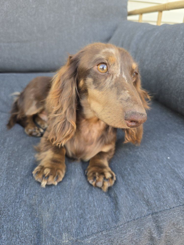 AKC Health Tested Dachshund Stud