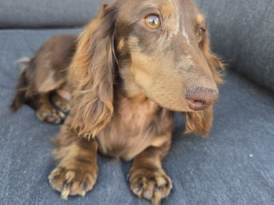 AKC Health Tested Dachshund Stud