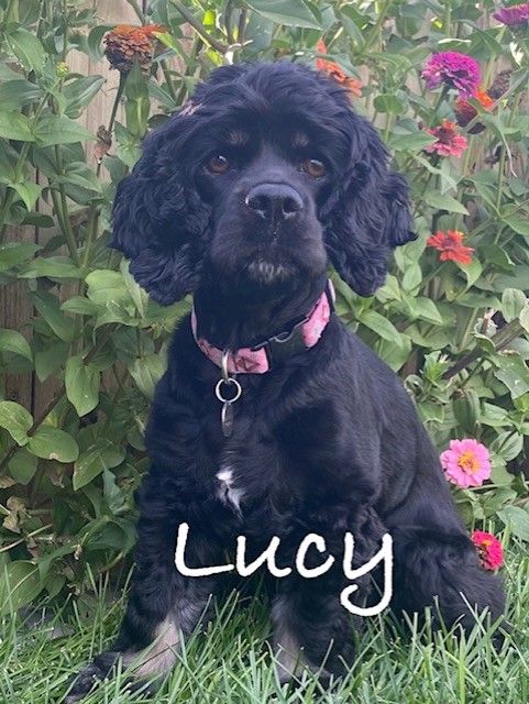 Upcoming AKC Cocker Spaniel Litter - Lucy & Dusty -- Due in one week!