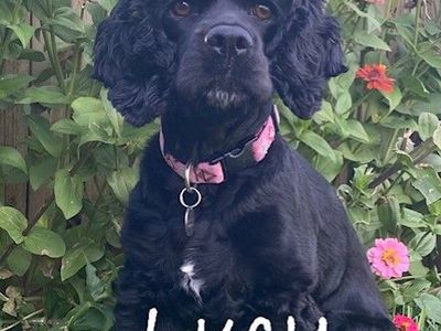 Upcoming AKC Cocker Spaniel Litter - Lucy & Dusty -- Due in one week!