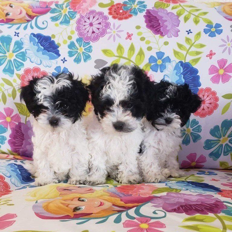 Morkiepoo Puppies Ready For Their Forever Homes